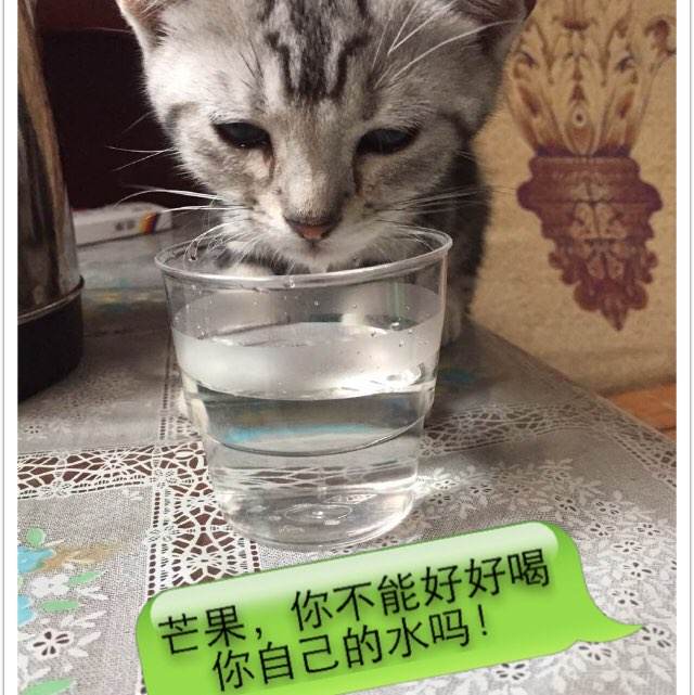 做个高苑科技大学毕业证